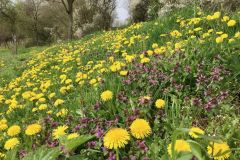 fruehling