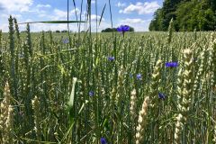 kornblumen