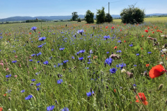 serrfeld3