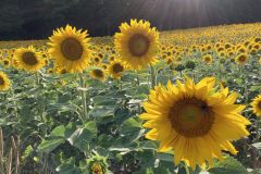 sonnenblumen